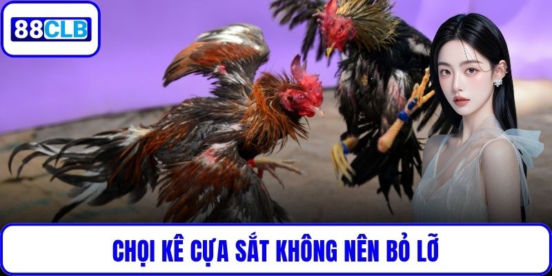 Chọi kê cựa sắt không nên bỏ lỡ